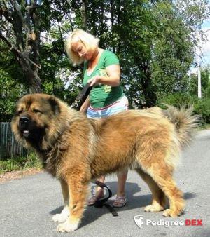 Bild laden 3266_gorzhus.jpg