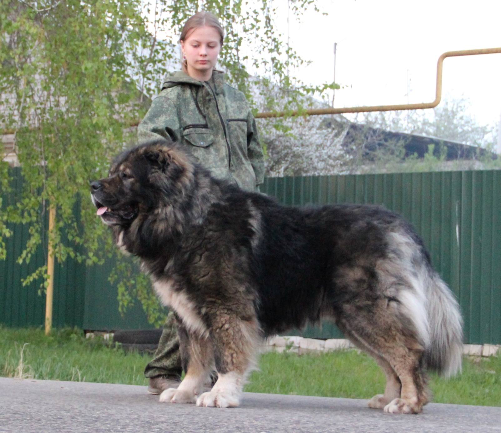 Bild laden 3268_brent.jpg