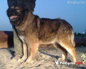 Bild laden 3269_russkayaruletka.jpg