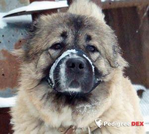 Bild laden 3311_andale.jpg