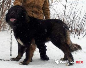 Bild laden 3314_uralochka.jpg