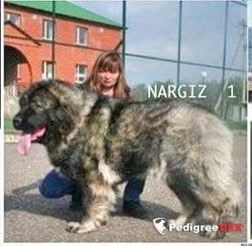 Bild laden 3326_NARGIZ1.jpg