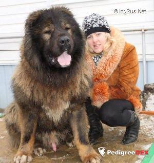 Bild laden 3327_DIYARIZALEKSANDROVOISLOBODI.jpg