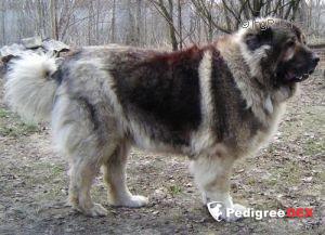 Bild laden 3330_BAHIRABIELOWICKIESZCZESCIE.jpg