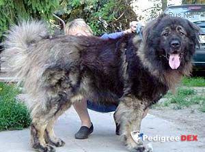 Bild laden 3331_BUGOR.jpg