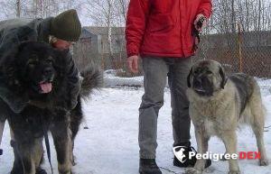 Bild laden 3332_ADZARABIELOWICKIESZCZESCIE.jpg