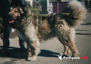 Bild laden 3333_KARATHANPIRKVOLCHOK.jpg